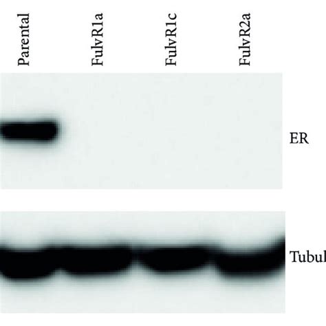 A Relative Expression Of Estrogen Receptor ER Progesterone