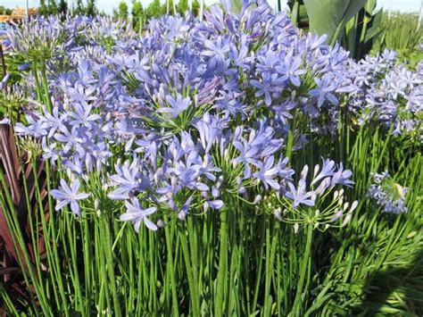 18 Varieties Of Agapanthus Lily Of The Nile AMERICAN GARDENER