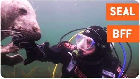 Scuba Diver And Seal Become Best Friends Youtube