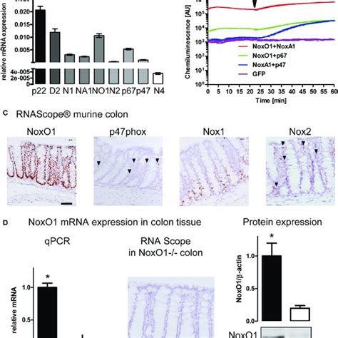 NADPH Oxidase Expression In The Colon A Analysis Of MRNA