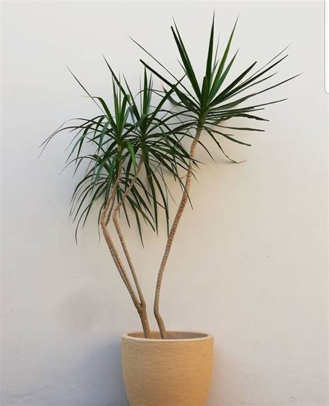 Alkalmasság Póráz Orvosi dracena marginata cuidados en maceta Ijesztő