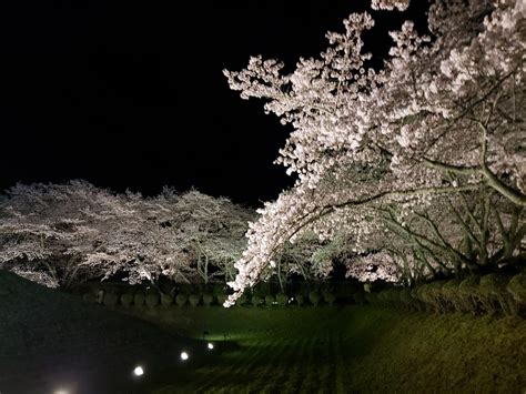 【大和高田市・橿原市周辺】明日香村の石舞台古墳のライトアップが素敵！夜桜がとっても綺麗です♪ 号外net 大和高田市・橿原市