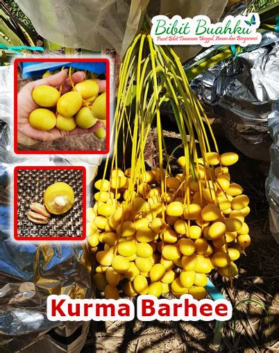 Jual Bibit Kurma Barhee Tropis Perbanyakan Kultur Jaringan