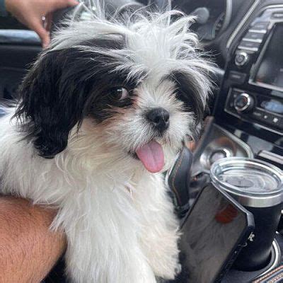 Tampa Fl Shih Tzu Shih Tzu Meet Oreo A Pet For Adoption Adoptapet