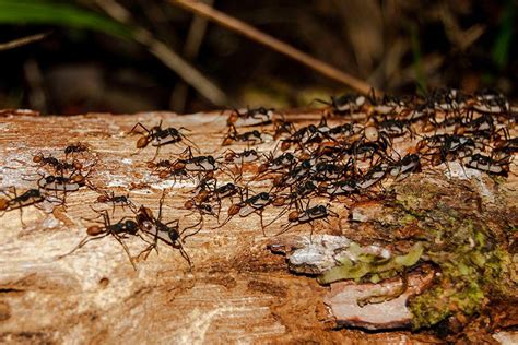 5 Amazon Rainforest Ants | Photos & Info | Thinkjungle.com