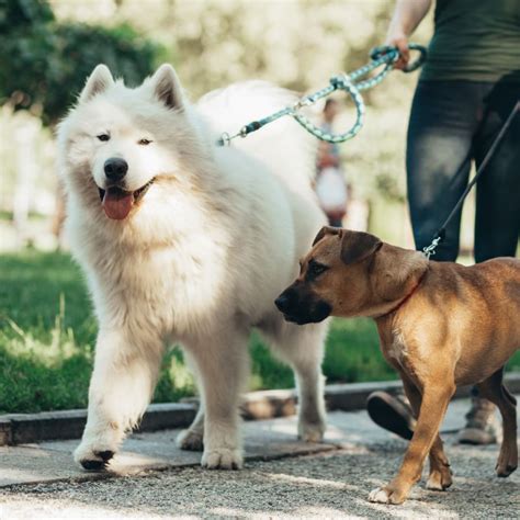 Does A Samoyed Have Teeth Pain