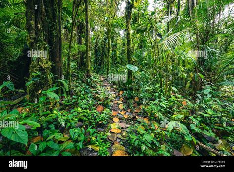 Ecuador Rainforest Green Nature Hiking Trail Path In Tropical Jungle