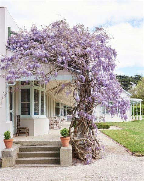 The 25 Best Wisteria Ideas On Pinterest Wisteria Garden Wisteria