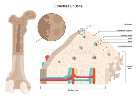 Bone Cross Section Labeled Bone Cross Section High Res Stock Images