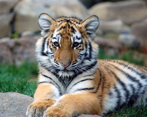 Animals Tigers