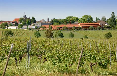 Unsere Lagen Weingut Villa Wolf