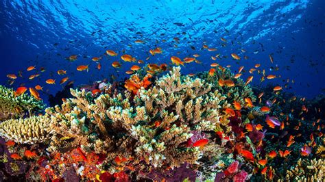 Das Ber Hmte Korallenriff Great Barrier Reef Steht Vor Dem Kollaps