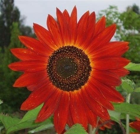 Girasol Rojo Semillas Maravilla Sol Rojo Guia De Cultivo 5 000