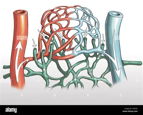 Ilustraci N De Los Vasos Sangu Neos Arteria Y Redes Capilares En La