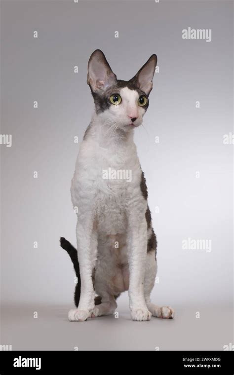 Cornish Rex Breed Male Cat Posing For Portrait In Studio Stock Photo