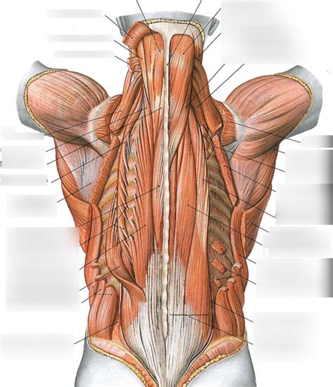 MIĘŚNIE GŁĘBOKIE GRZBIETU str 96 Diagram Quizlet
