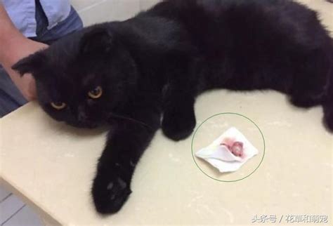 主人带猫咪去绝育，还把割下来的蛋蛋给猫看，猫咪看完后哭了猫咪绝育蛋蛋新浪新闻