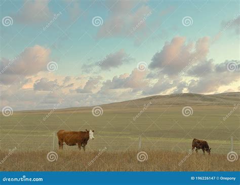 Southern Alberta Farm Fieldsthern Alberta Farm Fields Stock Image