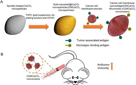 Schematic Showing The Preparation And Application Of Cancer Cell