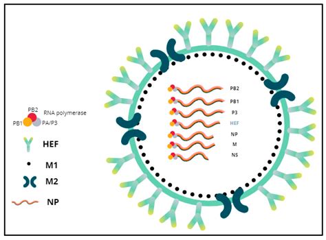 Viruses Free Full Text Influenza D Virus A Review And Update Of Its Role In Bovine