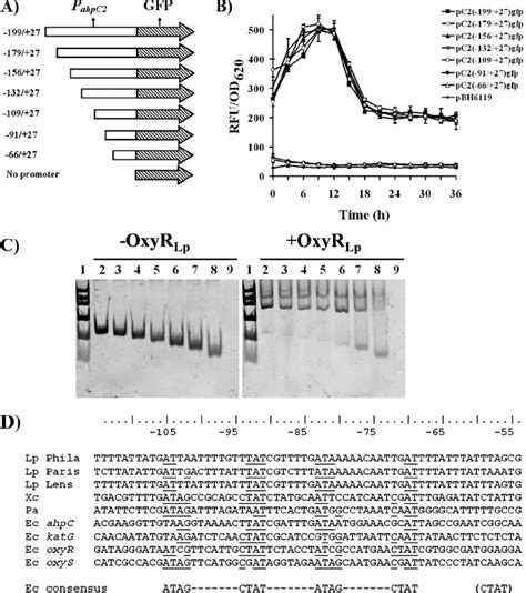 Promoter Deletion Analysis Of The Oxyr Lp Binding Site Within P Ahpc