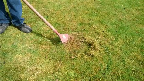 How To Kill Moss In Lawns In Easy Steps Hubpages