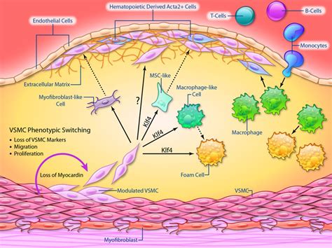 Vascular Smooth Muscle Cells In Atherosclerosis Circulation Research