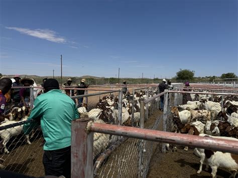 Goats For Drought Stricken Kunene Farmers Republikein Jou Land Jou