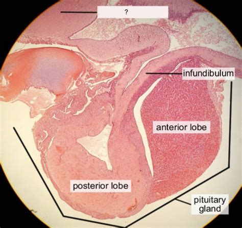 AP II Labeled Histology Flashcards Quizlet