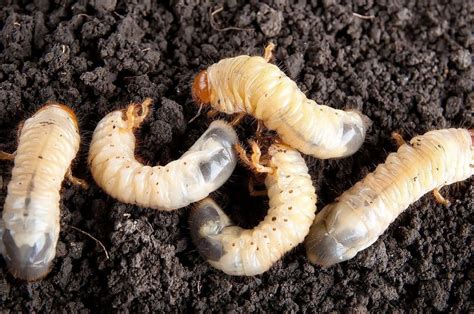 Qué significan los gusanos blancos que vomitas en tu sueño Descubre