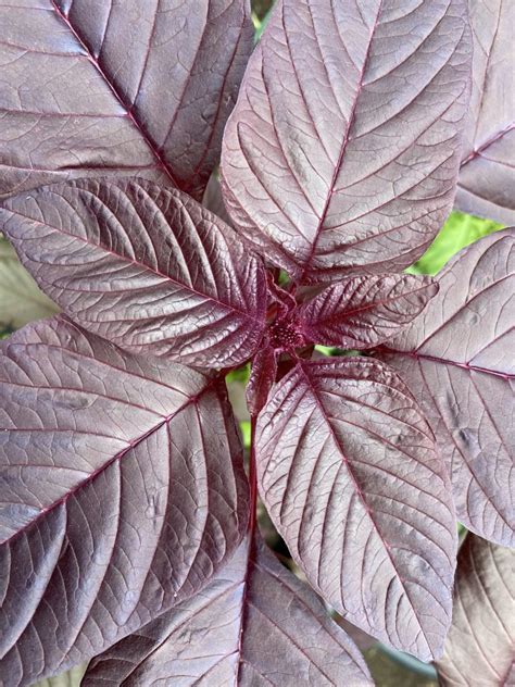 How To Grow Red Amaranth Aka Callaloo Bite Sized Gardening