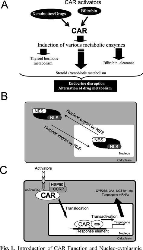 PDF Molecular Basis Of The Intracellular Localization Of The