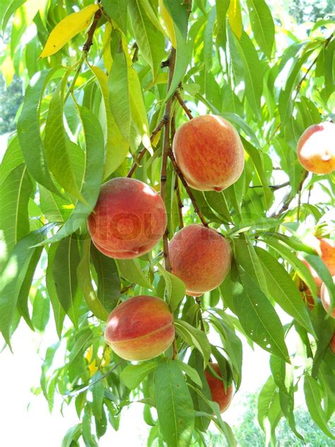 Peach Stock Image Colourbox