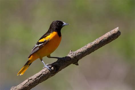 The Birdless Cuddesdon Blog: Canada: some Eastern birds