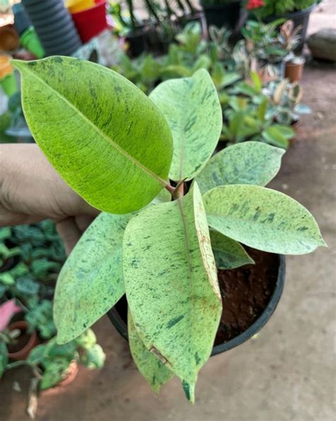 Ficus Shivereana Online Rubber Tree Rubber Plant Delhi