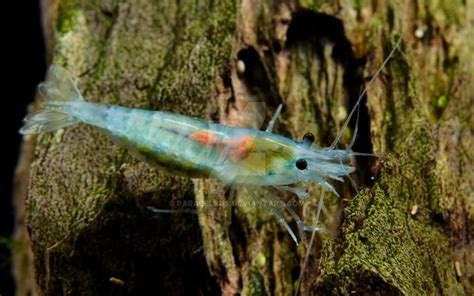 Blue Rili Shrimp - Neocaridina davidi sp. blue by Parazelsus on DeviantArt