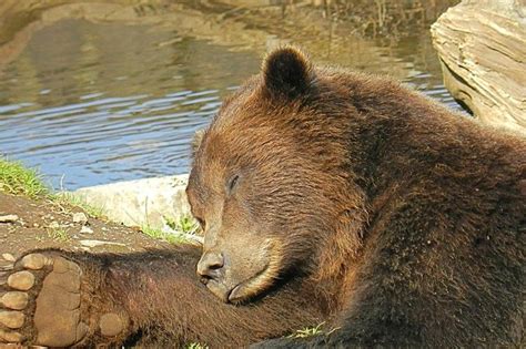 Bear Totem Pole