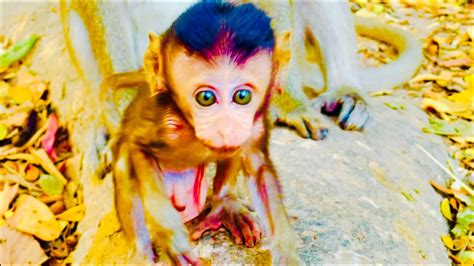 Beautiful Baby Monkeyso Cute Baby Playing Happily Together And Very