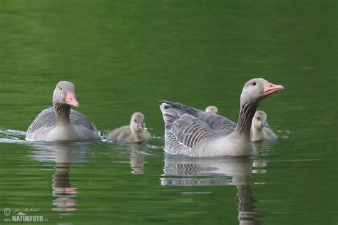 Greyland Goose Photos, Greyland Goose Images, Nature Wildlife Pictures ...