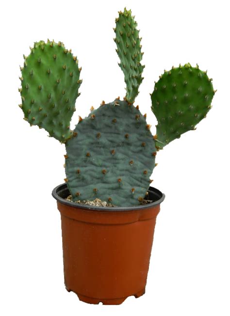 Cactus Png Cactus Transparent Background Freeiconspng