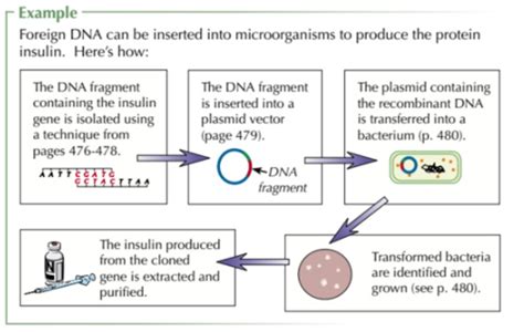 Recombinant Dna Technology Flashcards Quizlet