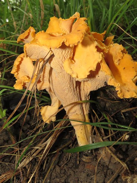 Cantharellus Lateritius Guia De Macro Hongos M S Comunes De La Zona