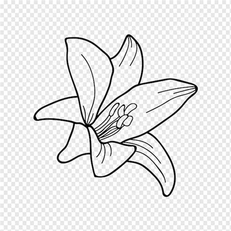 Lily Flower Clip Art Black And White