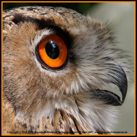 Uhu - Der Schnabel des Uhus / Foto - Medienwerkstatt-Wissen © 2006-2025 ...