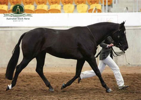 Horse Breed Australian Stock Horse