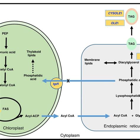 Pathway For Tag Biosynthesis In Stem Cells Engineered With Different