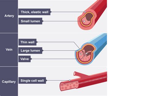 The Cardiovascular System Efmurgi 35343 Hot Sex Picture