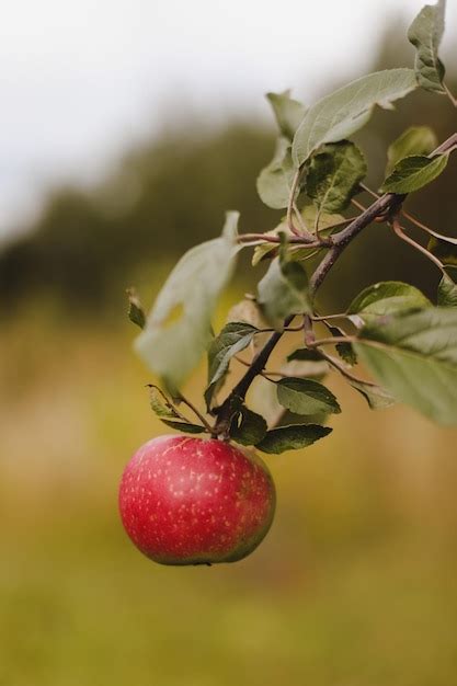 Maçãs orgânicas frutas sem pulverização química dia de outono jardim