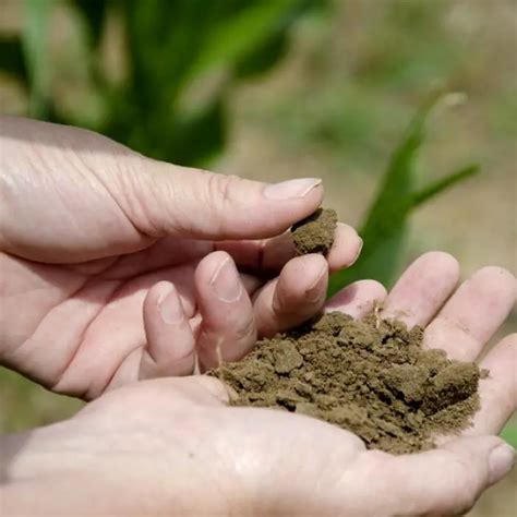 Engrais Comment Utiliser La Cendre De Bois Au Jardin