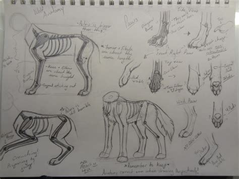 Wolf Anatomy By Axiseron On Deviantart